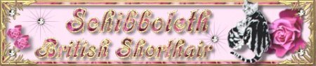 Schibboleth´s British Shorthair banner