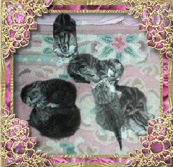 B kittens2